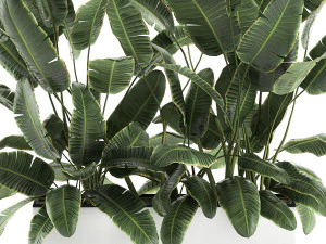 decorative banana palms in flower pots for the interior 581 3D Model