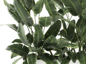 decorative banana palms in flower pots for the interior 581 3D Model