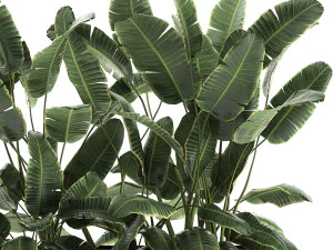 decorative banana palms in flower pots for the interior 581 3D Model