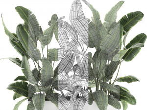 decorative banana palms in flower pots for the interior 581 Model 3D