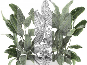 decorative banana palms in flower pots for the interior 581 3D Model