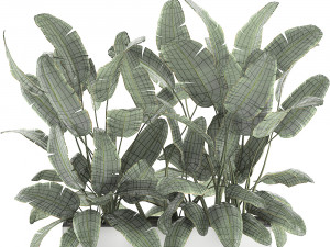 decorative banana palms in flower pots for the interior 581 Model 3D