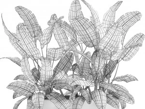 decorative banana palms in flower pots for the interior 581 3D Model