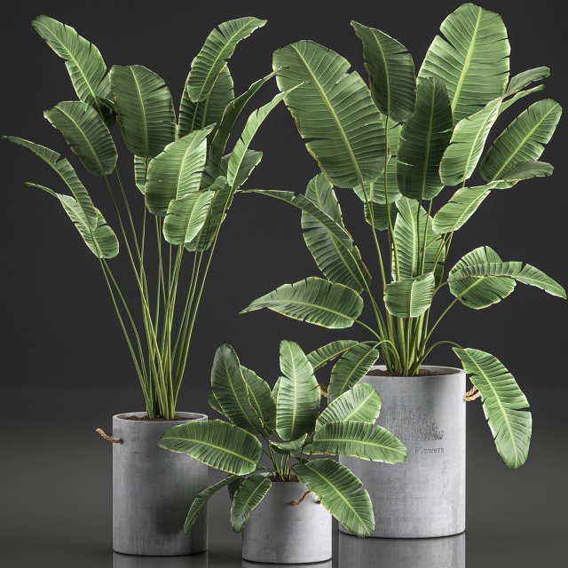 decorative banana palms in flower pots for the interior 592 Modello 3D .c4d .max .obj .3ds .fbx .stl .blend 
