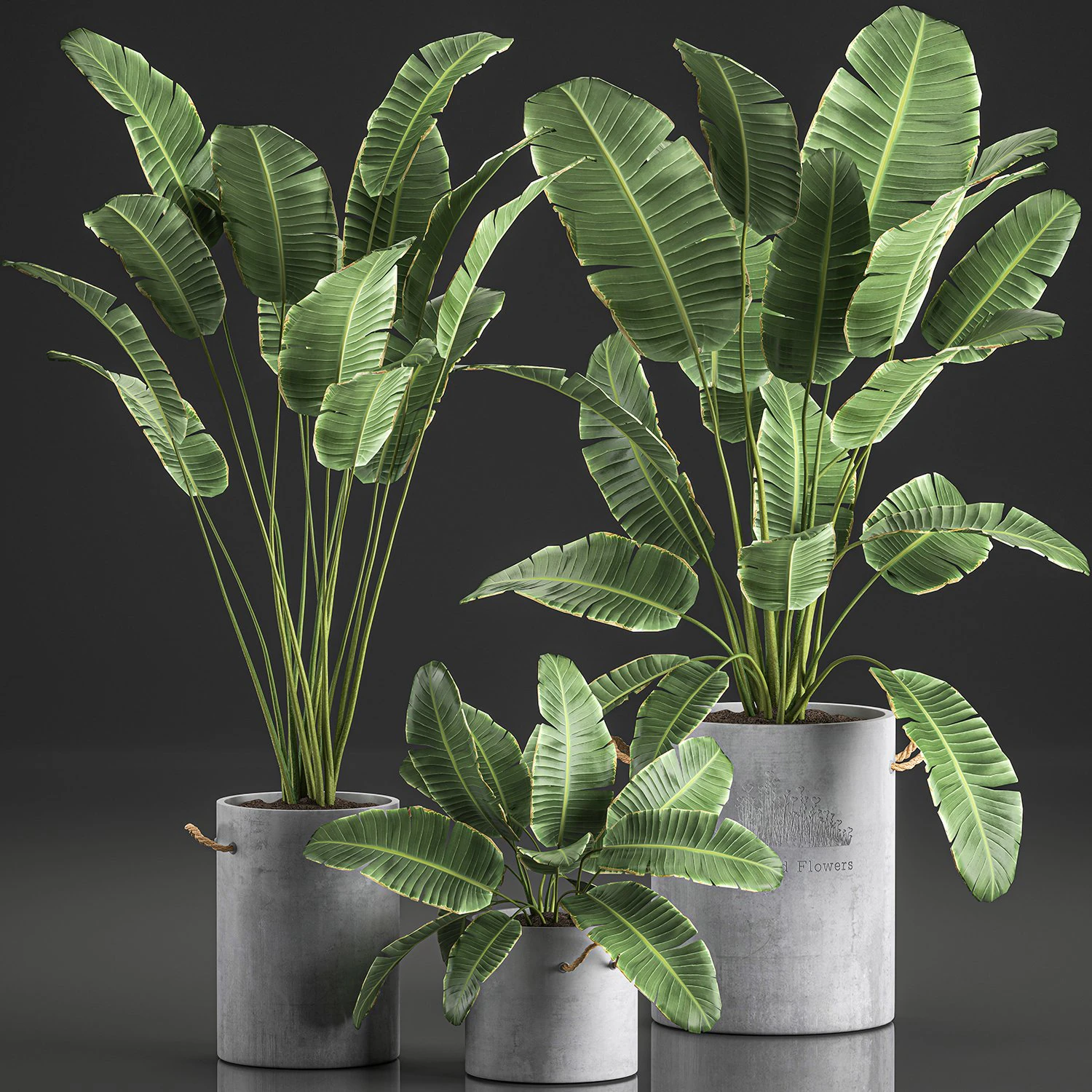 decorative banana palms in flower pots for the interior 592 3D Model .c4d .max .obj .3ds .fbx .stl .blend