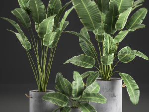 dekoracyjne palmy bananowe w doniczkach do wnętrz 592 Model 3D