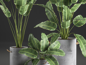 decorative banana palms in flower pots for the interior 592 Modello 3D
