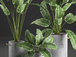 decorative banana palms in flower pots for the interior 592 3D Model