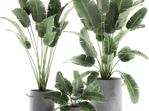 decorative banana palms in flower pots for the interior 592 Modello 3D