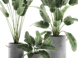 decorative banana palms in flower pots for the interior 592 Modello 3D