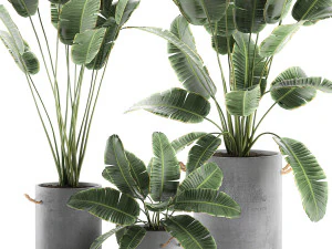 decorative banana palms in flower pots for the interior 592 3D Model