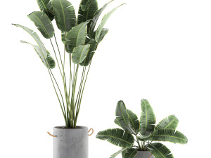 decorative banana palms in flower pots for the interior 592 Modello 3D