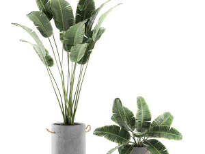 decorative banana palms in flower pots for the interior 592 3D Model