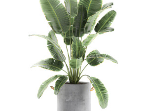 decorative banana palms in flower pots for the interior 592 Modello 3D