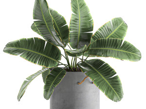decorative banana palms in flower pots for the interior 592 Modello 3D