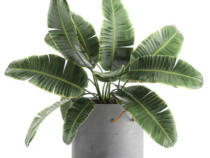 decorative banana palms in flower pots for the interior 592 3D Model