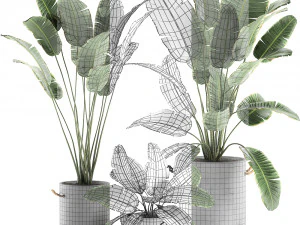 decorative banana palms in flower pots for the interior 592 3D Model