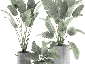 decorative banana palms in flower pots for the interior 592 Modello 3D