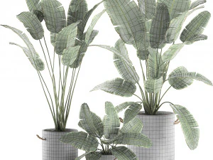 decorative banana palms in flower pots for the interior 592 3D Model