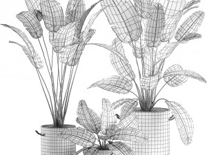 decorative banana palms in flower pots for the interior 592 3D Model