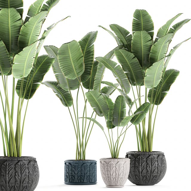 decorative banana palms in classic flowerpot for the interior 593 3Dモデル .c4d .max .obj .3ds .fbx .stl .blend 