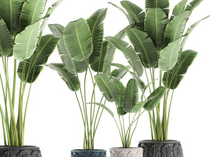 decorative banana palms in classic flowerpot for the interior 593 Modèle 3D