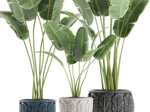 decorative banana palms in classic flowerpot for the interior 593 3Dモデル