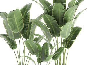 decorative banana palms in classic flowerpot for the interior 593 3Dモデル