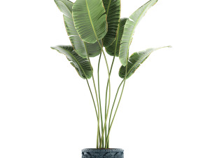 decorative banana palms in classic flowerpot for the interior 593 3Dモデル