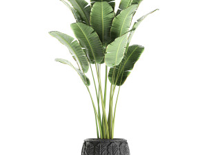 decorative banana palms in classic flowerpot for the interior 593 3Dモデル