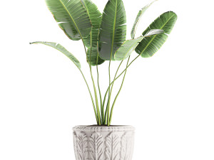 decorative banana palms in classic flowerpot for the interior 593 3Dモデル