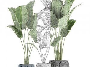 decorative banana palms in classic flowerpot for the interior 593 3Dモデル