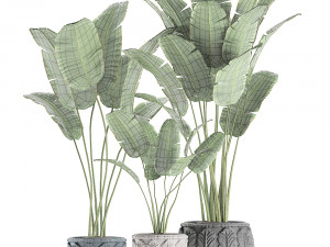 decorative banana palms in classic flowerpot for the interior 593 3Dモデル