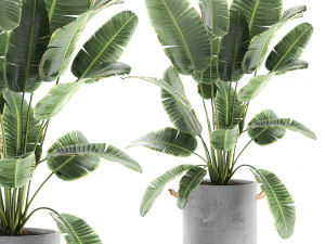 bananenpalmen in bloempotten voor interieur 594 3D Model