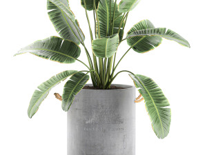banana palms in flower pots for the interior 594 3D 모델