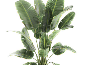 banana palms in flower pots for the interior 594 3D 모델