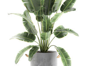 banana palms in flower pots for the interior 594 3D 모델