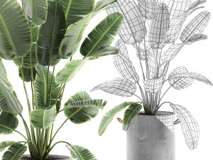 banana palms in flower pots for the interior 594 3D 모델