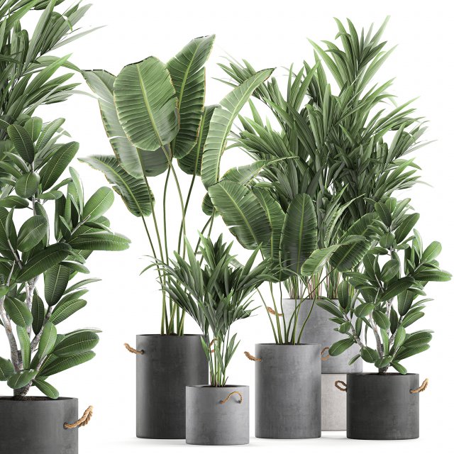 plants in flower pots for the interior 595 3D मॉडल .c4d .max .obj .3ds .fbx .stl .blend 