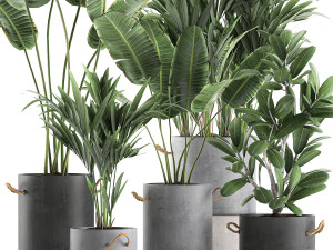 plants in flower pots for the interior 595 3D मॉडल