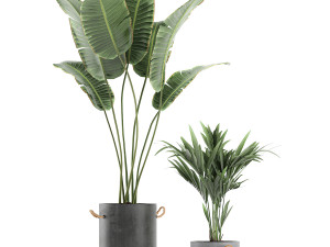 plants in flower pots for the interior 595 3D मॉडल
