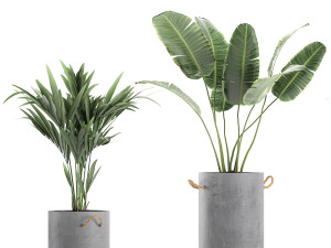 plants in flower pots for the interior 595 3D मॉडल