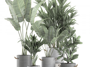 plants in flower pots for the interior 595 3D मॉडल