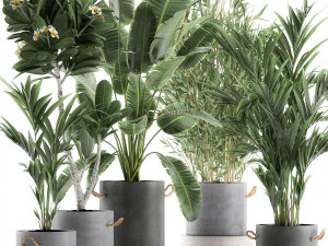 plants in pots of concrete for the interior 596 3D Model