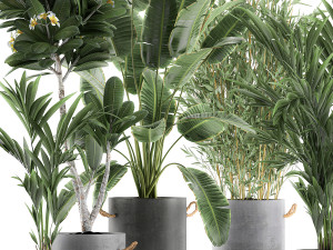 plants in pots of concrete for the interior 596 3D 模型