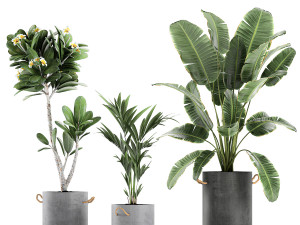 plants in pots of concrete for the interior 596 3D 模型