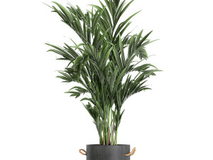 plants in pots of concrete for the interior 596 3D 模型