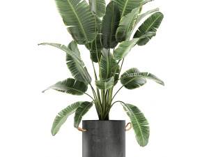 plants in pots of concrete for the interior 596 3D 模型