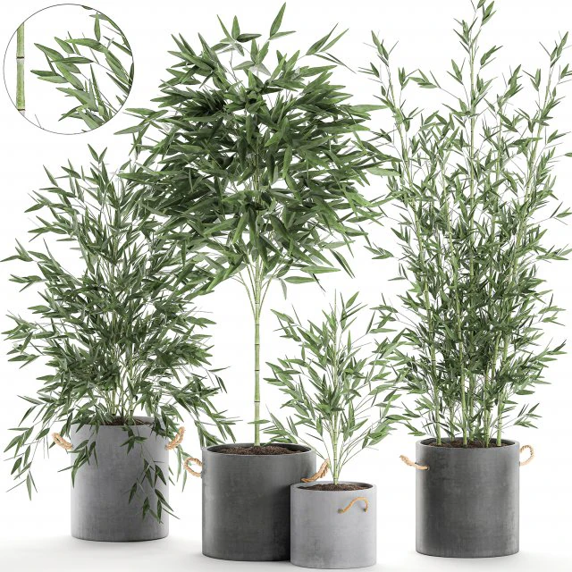 bamboo bush for the interior in a black flowerpot 597 3D Model .c4d .max .obj .3ds .fbx .stl .blend 