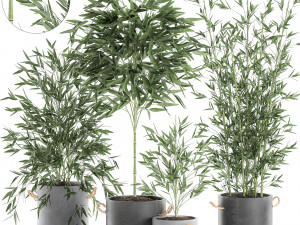 bamboo bush for the interior in a black flowerpot 597 Modèle 3D
